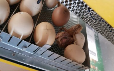 Naissance des poussins !