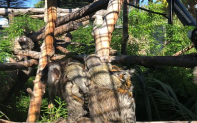 La famille des ouistitis s’agrandit : naissance de jumeaux !