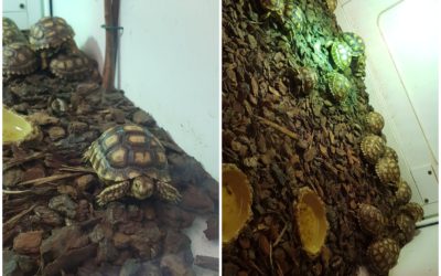 Naissance de tortues sillonnées