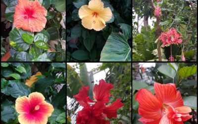La floraison des hibiscus !