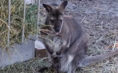 Naissances chez les wallabies !