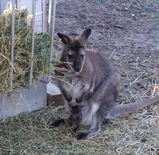 Naissances chez les wallabies !