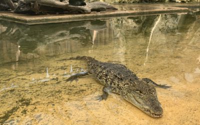 Arrivée de nouveaux crocodiles