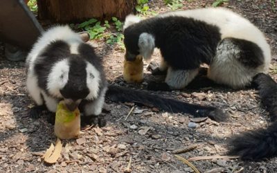 Plan canicule « spécial animaux »