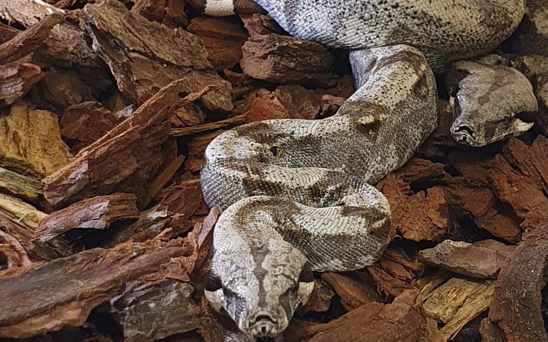 Naissance de boas