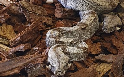 Naissance de boas