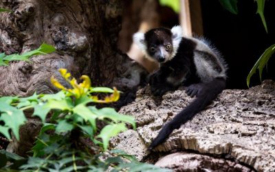 Naissance Lémur Vari
