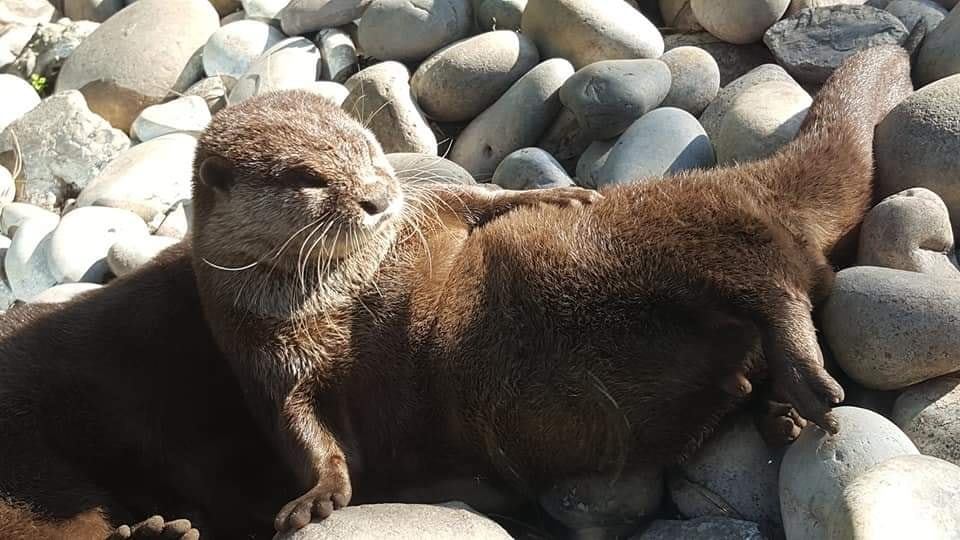 La loutre cendrée