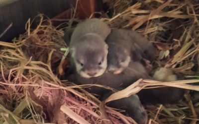 Naissance chez les loutres