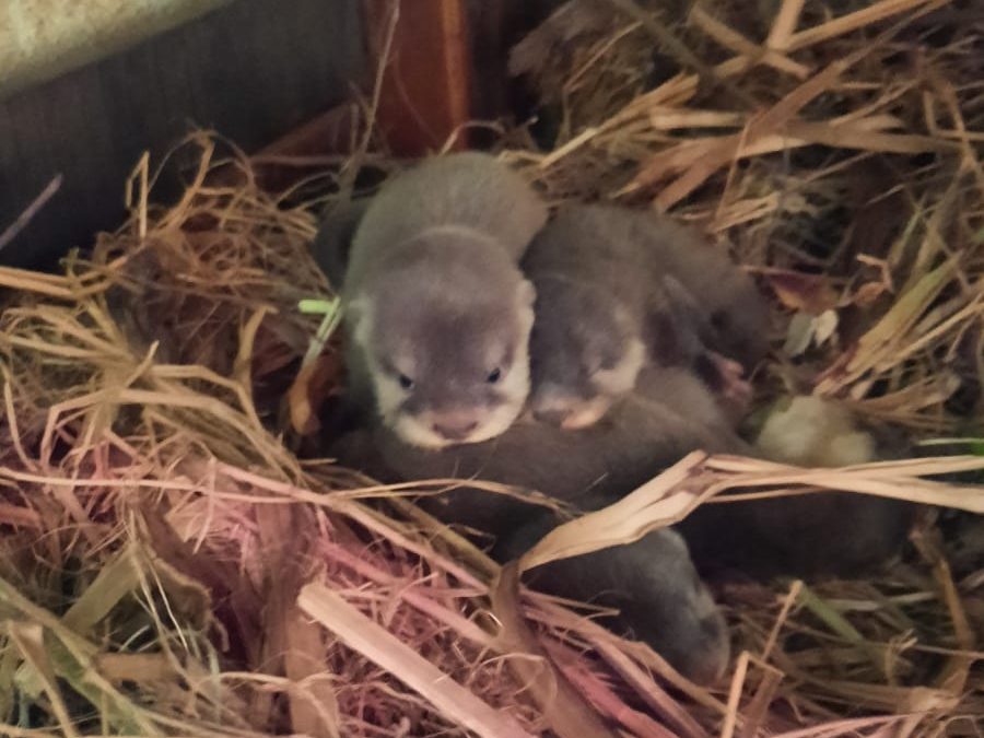 Naissance chez les loutres