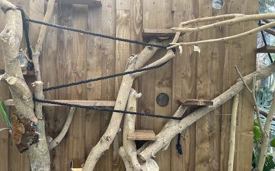 L’enclos des ouistitis fait peau neuve