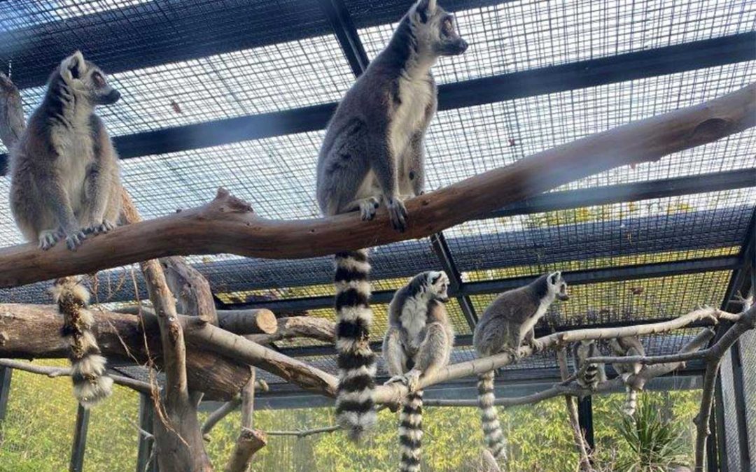 Le Parc Phoenix accueille 6 Lemurs Catta