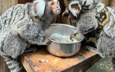 Naissance exceptionnelle de deux ouistitis à pinceaux au parc